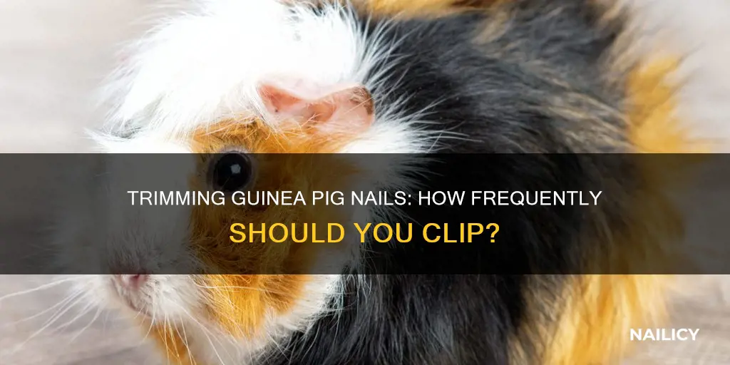 how often do you need to trim guinea pig nails