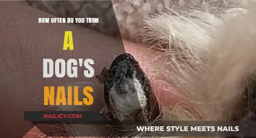 Trimming Dog Nails: How Often is Safe?