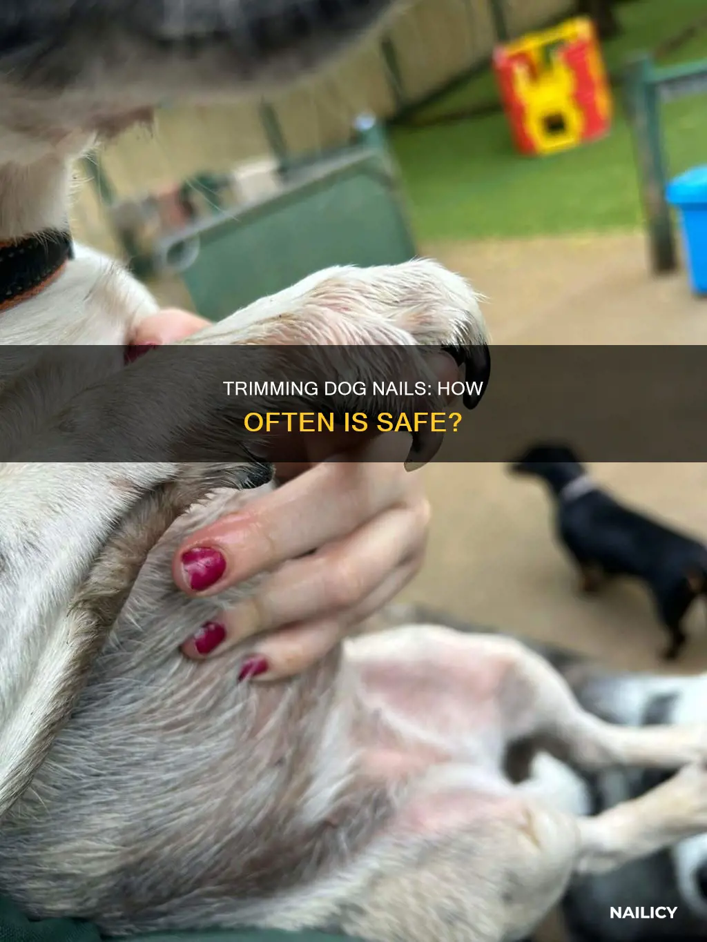 how often do you trim a dog