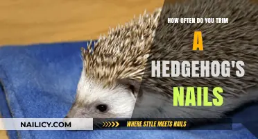 Trimming Your Hedgehog's Nails: How Often is Safe?