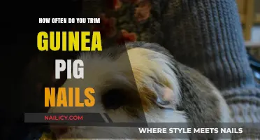 Trimming Guinea Pig Nails: How Often is Necessary?