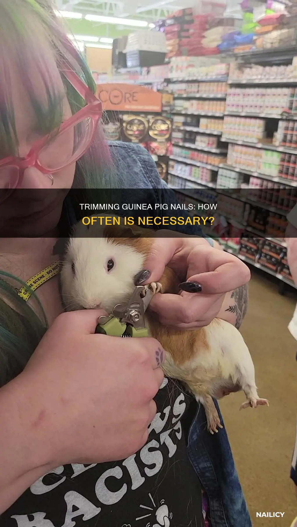 how often do you trim guinea pig nails