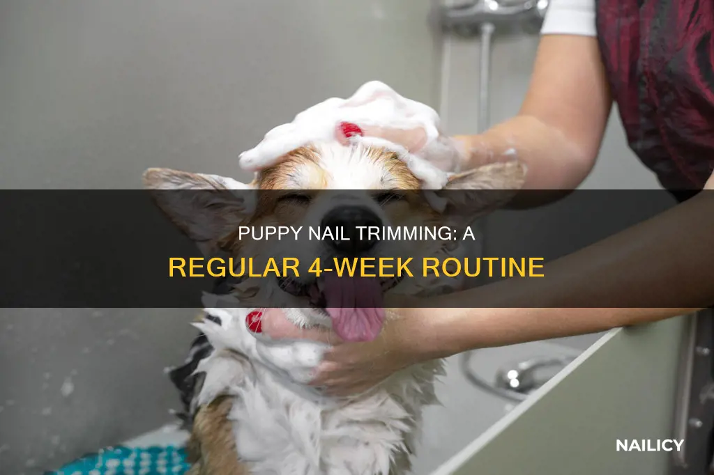 how often do you trim puppys nails 4 weeks