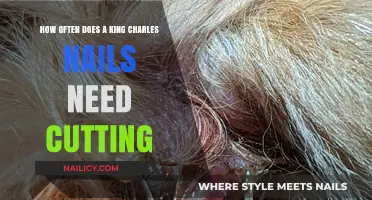 Trimming Nails: A King Charles Grooming Guide