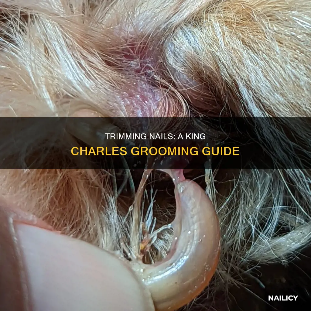 how often does a king charles nails need cutting