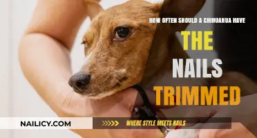 Trimming Nails: Chihuahua Claw Care Frequency