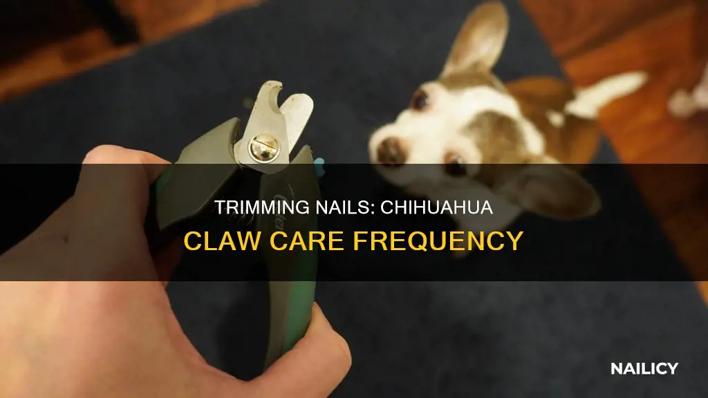 how often should a chihuahua have the nails trimmed