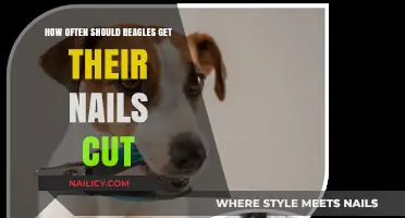 Beagle Nail Care: How Often to Trim for Optimal Health
