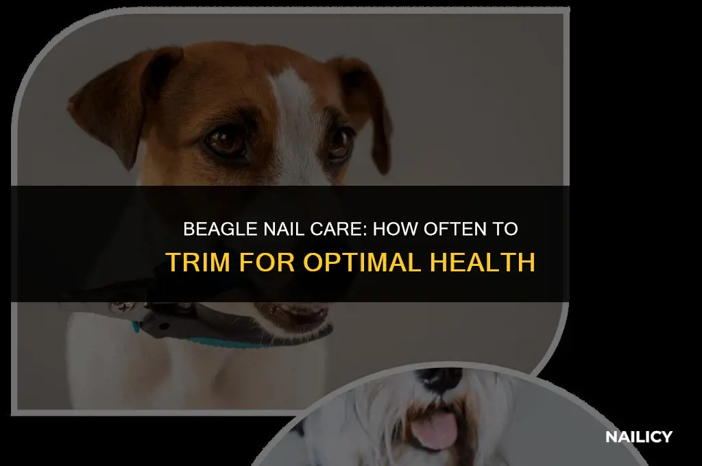 how often should beagles get their nails cut