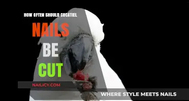 Trimming Cockatiel Nails: How Often is Safe?
