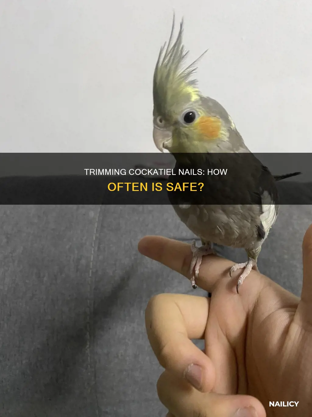 how often should cocatiel nails be cut