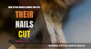 Guinea Pig Nail Care: How Often to Trim Those Tiny Toes?