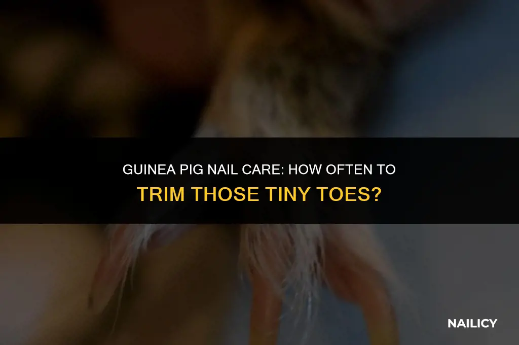 how often should guinea pigs get their nails cut