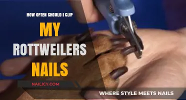 Rottweiler Nail Care: How Often to Trim for Healthy Paws