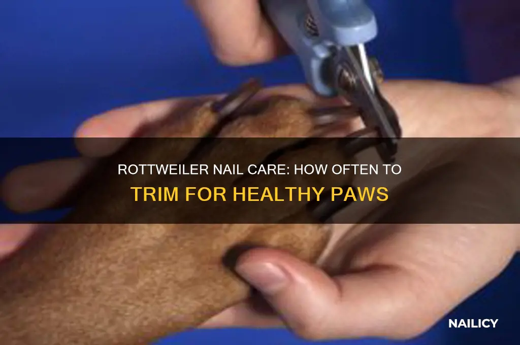 how often should i clip my rottweilers nails