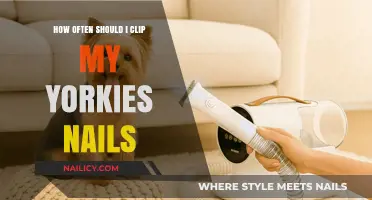 Yorkie Nail Care: Ideal Clipping Frequency for Healthy Paws