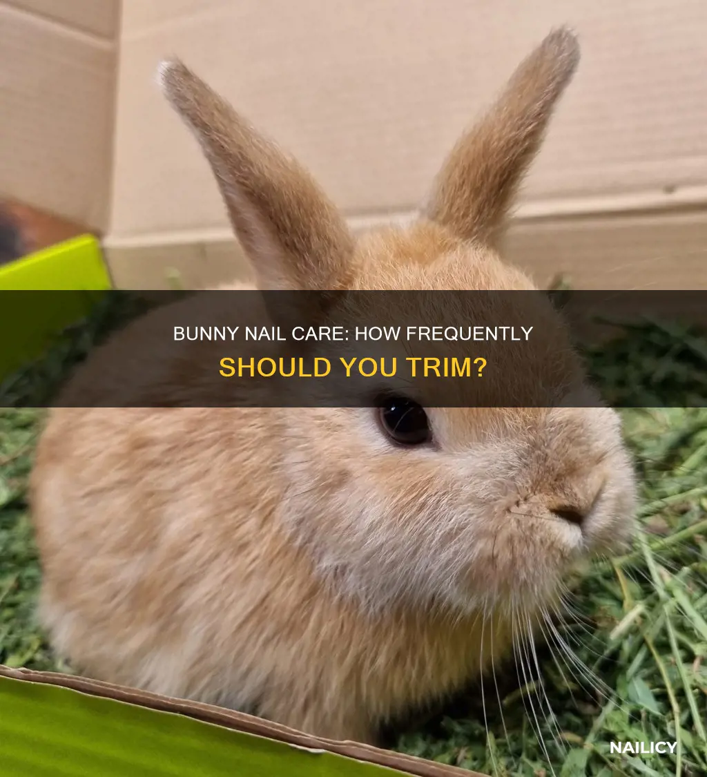 how often should i cut bunny