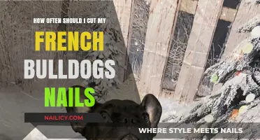 Clipping Nails: French Bulldogs' Routine Care and Comfort