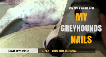 The Right Nail-Cutting Schedule for Your Greyhound