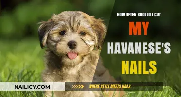 Trimming Your Havanese's Nails: How Often is Too Often?
