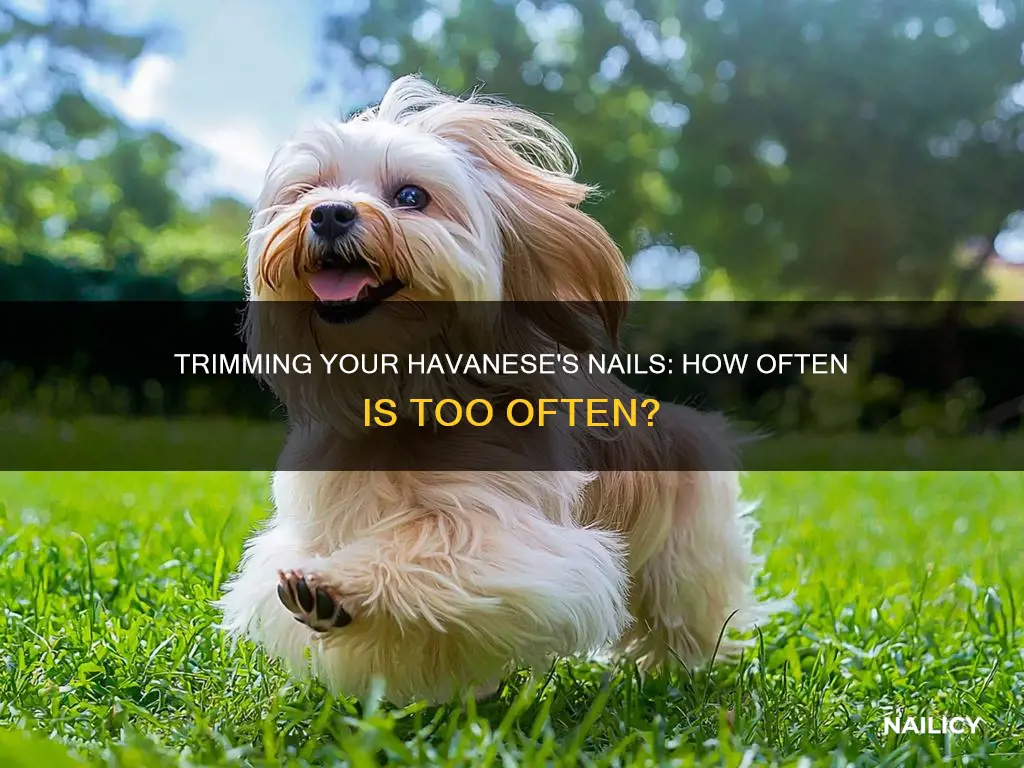 how often should i cut my havanese