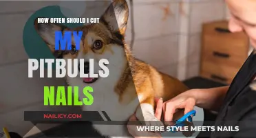 Pitbull Paw Care: How Often to Trim Nails?