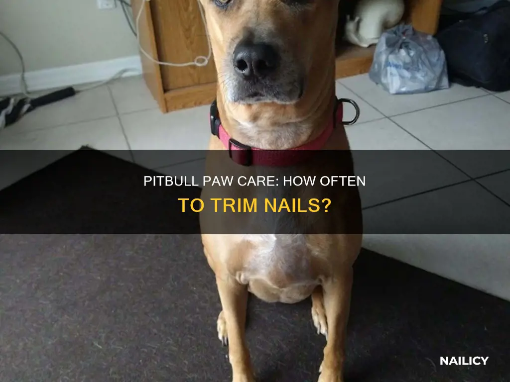 how often should i cut my pitbulls nails