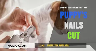 Puppy Nail Care: How Often to Trim for Optimal Health