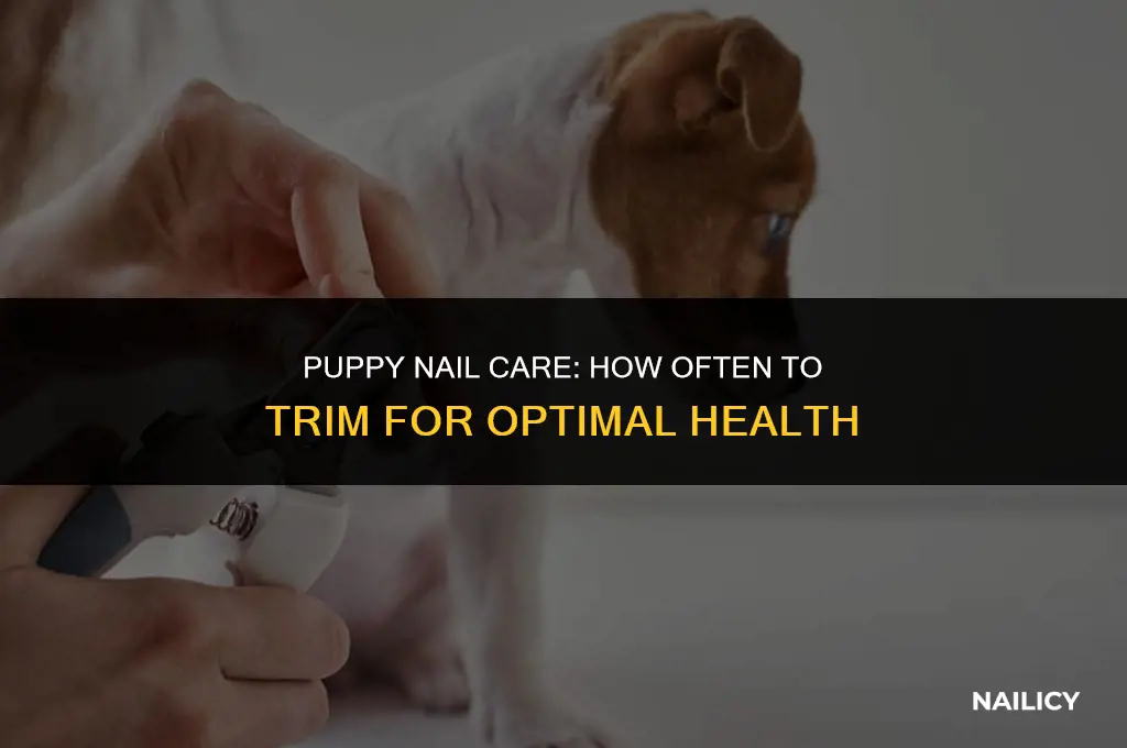 how often should i get my puppy