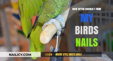 Trimming Your Bird's Nails: How Often is Necessary?