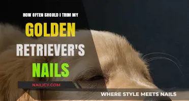 Golden Retriever Nail Trimming: How Often is Safe?