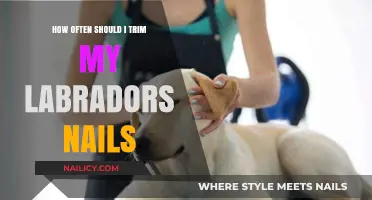 Trimming Your Labrador's Nails: How Often is Too Often?