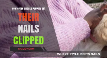 Puppy Nail Care: How Often to Clip Those Tiny Toes?