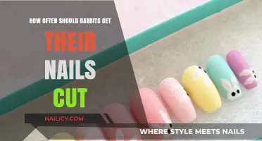 Hopping Towards Comfort: A Guide to Rabbit Nail Care Frequency