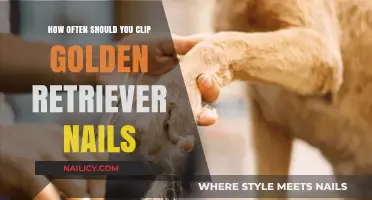 Golden Retriever Nail Care: Optimal Clipping Frequency for Healthy Paws