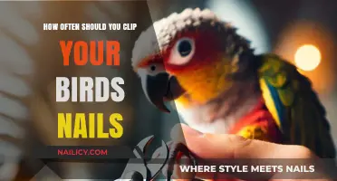 Trimming Bird Nails: Essential Care Tips for Healthy, Happy Feet