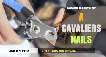 Cavalier Nails: How Often to Trim and Clip
