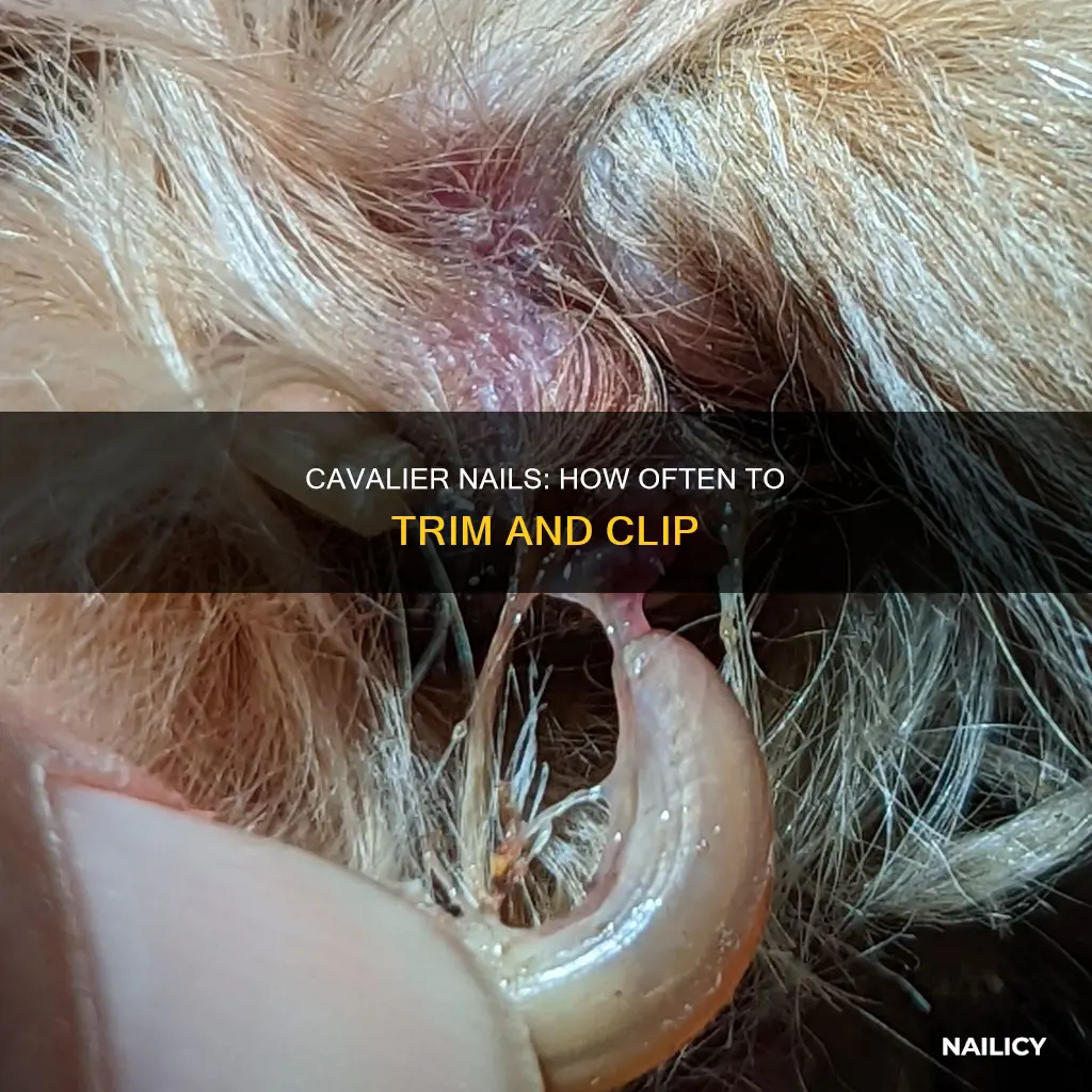 how often should you cut a cavaliers nails