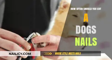 Trimming Dog Nails: How Frequently Should You Cut Them?
