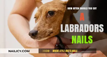 Trimming Your Lab's Nails: How Often is Safe?