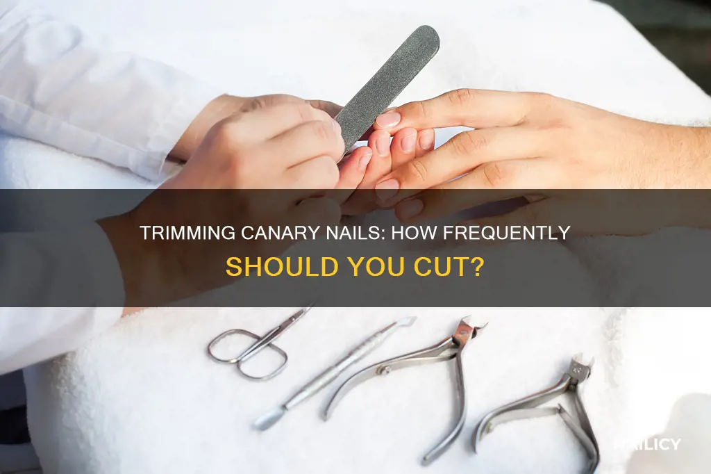 how often should you cut canary nails