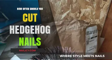 Trimming Hedgehog Nails: How Frequently Should You Cut?