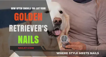Golden Retriever Nail Trimming: How Often is Safe?