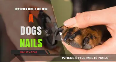 Trimming Dog Nails: How Often is Safe?