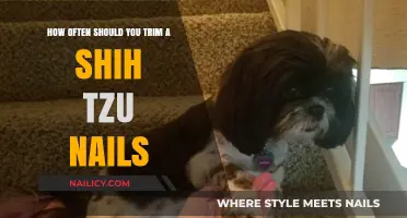 Trimming Your Shih Tzu's Nails: How Often Is Safe?