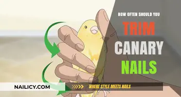 Trimming Canary Nails: How Frequently Should You Clip?