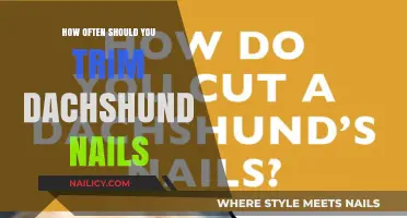 Trimming Your Dachshund's Nails: How Often Is Safe?