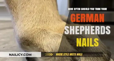 Trimming Your German Shepherd's Nails: How Often Is Too Often?