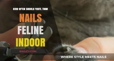 The Ideal Frequency for Trimming Your Indoor Cat's Nails