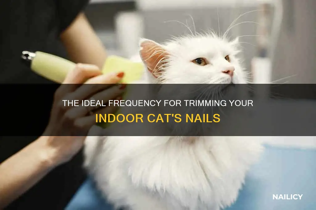 how often should youtl trim nails feline indoor